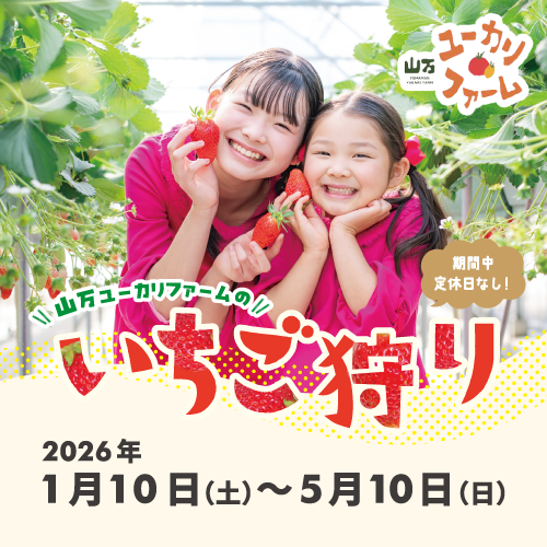 山万ユーカリファームのいちご狩り　予約受付スタート！